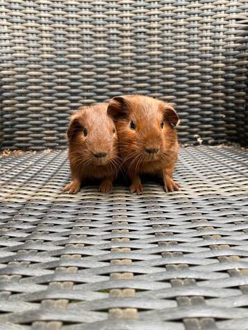 Jonge cavia beertjes beschikbaar voor biedingen