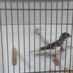 Kanaries, Meerdere dieren, Kleurkanarie