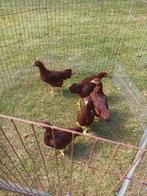 Rhode Island Red kriel 1+4 2025, Dieren en Toebehoren, Pluimvee, Meerdere dieren, Kip