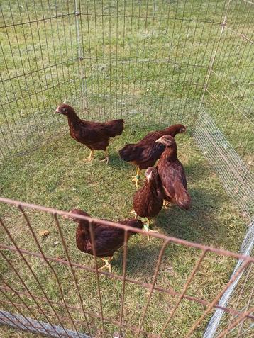 Rhode Island Red kriel 1+4 2025 beschikbaar voor biedingen
