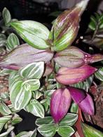 Tradescantia Zebrina Discolor, Huis en Inrichting, Kamerplanten, Ophalen of Verzenden, Halfschaduw, Minder dan 100 cm