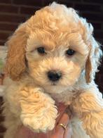 Klein type Maltipoo pup in abricot en crème kleuren., Dieren en Toebehoren, Poedel, Nederland, CDV (hondenziekte), 8 tot 15 weken