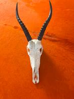 Springbok Schedel met Hoorns - Decoratief Antiek Stuk - Mooi, Ophalen of Verzenden