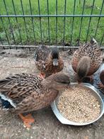 Koppel kwakers, wildkleur, Dieren en Toebehoren, Pluimvee, Meerdere dieren, Eend