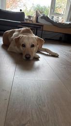 Lieve labrador/Golden retriever, Dieren en Toebehoren, Golden retriever, Reu, 1 tot 2 jaar, Eén hond