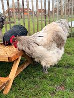 2 orpington groot hanen, Dieren en Toebehoren, Pluimvee, Mannelijk, Kip