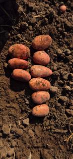 Grove aardappels /bonken, direct van de boer!, Ophalen