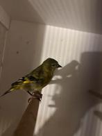 Zwartkopsijs, Meerdere dieren, Postuurkanarie