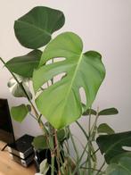 Monstera., Groene kamerplant, Ophalen of Verzenden, Halfschaduw, Minder dan 100 cm