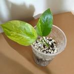 Super Rare! Anthurium Sirih x Jemanii Variegata, Huis en Inrichting, Kamerplanten, Ophalen, Overige soorten, Minder dan 100 cm