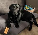 Hondenoppas aangeboden, Ophalen of Verzenden