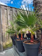 Palmbomen Washingtonia Robusta Mexicaanse waaierpalm, Ophalen, Overige soorten, Volle zon