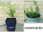 ROZEMARIJN: CULINAIR- EN AROMATISCH KRUID, Vaste plant, Halfschaduw, Zomer, Ophalen