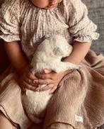 Lieve labradoodle medium pup teefje, Overige rassen, 8 tot 15 weken, Teef, Rabiës (hondsdolheid)