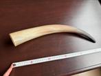 Longhorn Hoorn • 50cm • Decoratie, Ophalen of Verzenden