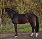 Exclusieve 3-jarige merrie – Topafstamming & Qualiteit, Dieren en Toebehoren, Pony's, B, Springpony, 3 tot 6 jaar, Gechipt