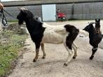 Zwart bonte bok, Dieren en Toebehoren, Schapen, Geiten en Varkens, Mannelijk, Geit