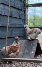 USA zijdehoen toom, Dieren en Toebehoren, Pluimvee, Meerdere dieren, Kip