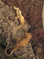 Stel wimpergekkos  met toebehoren, Dieren en Toebehoren, Reptielen en Amfibieën, Overige soorten, Met terrarium, 3 tot 6 jaar