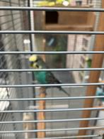 Grasparkieten, Dieren en Toebehoren, Vogels | Kanaries, Meerdere dieren, Zangkanarie