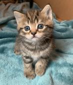 3 lieve schattige kittens, Dieren en Toebehoren, Katten en Kittens | Overige Katten, Poes, Kortharig, 0 tot 2 jaar