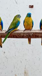 Turquoisines, turquoisine parkieten, Dieren en Toebehoren, Vogels | Parkieten en Papegaaien, Meerdere dieren, Parkiet, Geringd