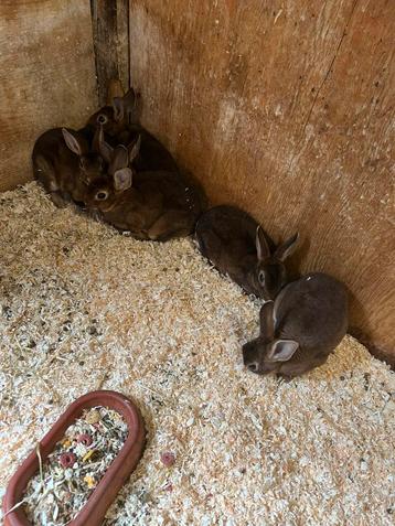 6 rexkonijn / dwergkonijn vrouwtjes, geboren 10 mei beschikbaar voor biedingen