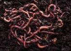Gezocht: gratis compostwormen tijgerwormen, Tuin en Terras, Aarde en Mest, Ophalen, Overige typen