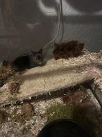 Te koop: goudhamster met terrarium en konijn met hok, Dieren en Toebehoren, Knaagdieren, Hamster, Mannelijk, Tam, Oktober