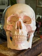Medisch model schedel mense 1:1 anatomisch, Antiek en Kunst, Ophalen of Verzenden