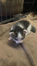 Helen leuke kittens, Dieren en Toebehoren, Katten en Kittens | Overige Katten, Meerdere dieren