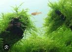 Javamos aquariumplanten (Vesicularia dubyana), Dieren en Toebehoren, Overige typen