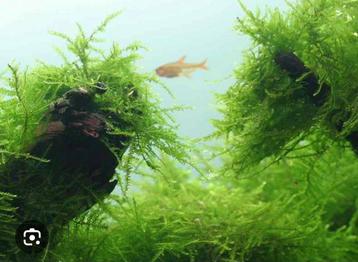 Javamos aquariumplanten (Vesicularia dubyana) beschikbaar voor biedingen