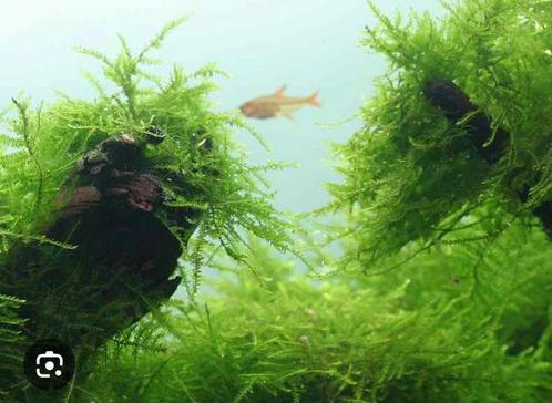 Javamos aquariumplanten (Vesicularia dubyana), Dieren en Toebehoren, Vissen | Aquariumvissen, Overige typen