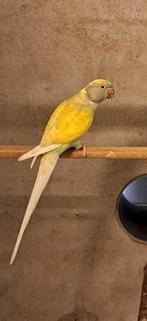Halsbandparkiet dom res bonte, Dieren en Toebehoren, Vogels | Parkieten en Papegaaien, Vrouwelijk, Parkiet