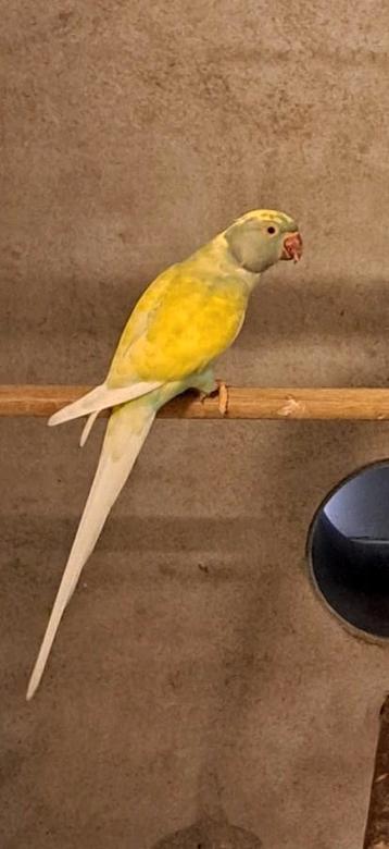 Halsbandparkiet dom res bonte beschikbaar voor biedingen