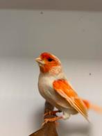 2-5 rood mozaiek, Dieren en Toebehoren, Vogels | Kanaries, Meerdere dieren, Kleurkanarie