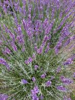lavendel Royal Blue, Ophalen of Verzenden, Zomer, Overige soorten, Volle zon