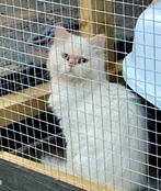 Kittens wit langhaar blauwe ogen en twee grijs witte katers, Dieren en Toebehoren, Katten en Kittens | Raskatten | Langhaar, Meerdere dieren