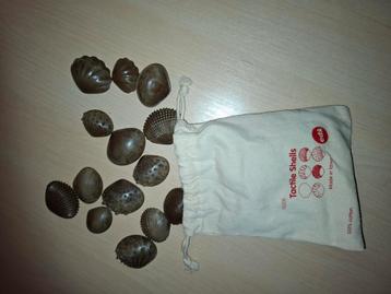 Sensorische schelpen  beschikbaar voor biedingen