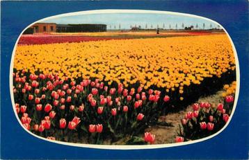 (300-073-009) Nederland Holland in bloementooi beschikbaar voor biedingen