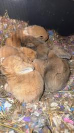 konijntjes te koop, Dieren en Toebehoren, Konijnen, Meerdere dieren