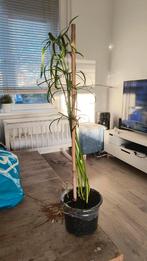 Parapluplant stekjes (Cyperus alternifolius), Huis en Inrichting, Kamerplanten, Ophalen