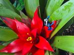 Dendrobates tinctorius green sipaliwini en patricia nakweek, Dieren en Toebehoren, Reptielen en Amfibieën, Hagedis, 0 tot 2 jaar