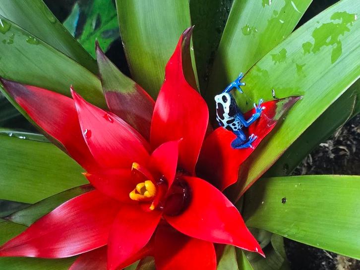 Dendrobates tinctorius green sipaliwini en patricia nakweek