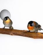 1-1 Zilveroor nachtegaal, Mannelijk, Geringd