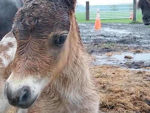 Particulier gezocht! Voor overname van shetlandponnie('s)., Dieren en Toebehoren, Paarden en Pony's | Dekhengsten en Fokmerries