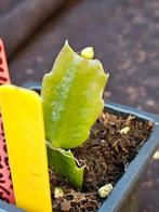 Zeldzame Schlumbergera Double Tangerine nr 3, Overige soorten, In pot, Minder dan 100 cm, Bloeiende kamerplant