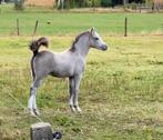 Superlief mooi Welsh A hengstje, Dieren en Toebehoren, Pony's, Hengst, B pony (1.17m tot 1.27m), Gechipt, 0 tot 2 jaar