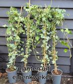 Klimop | Hedera Helix 'Glacier', Ophalen, Vaste plant, Bloeit niet, Halfschaduw